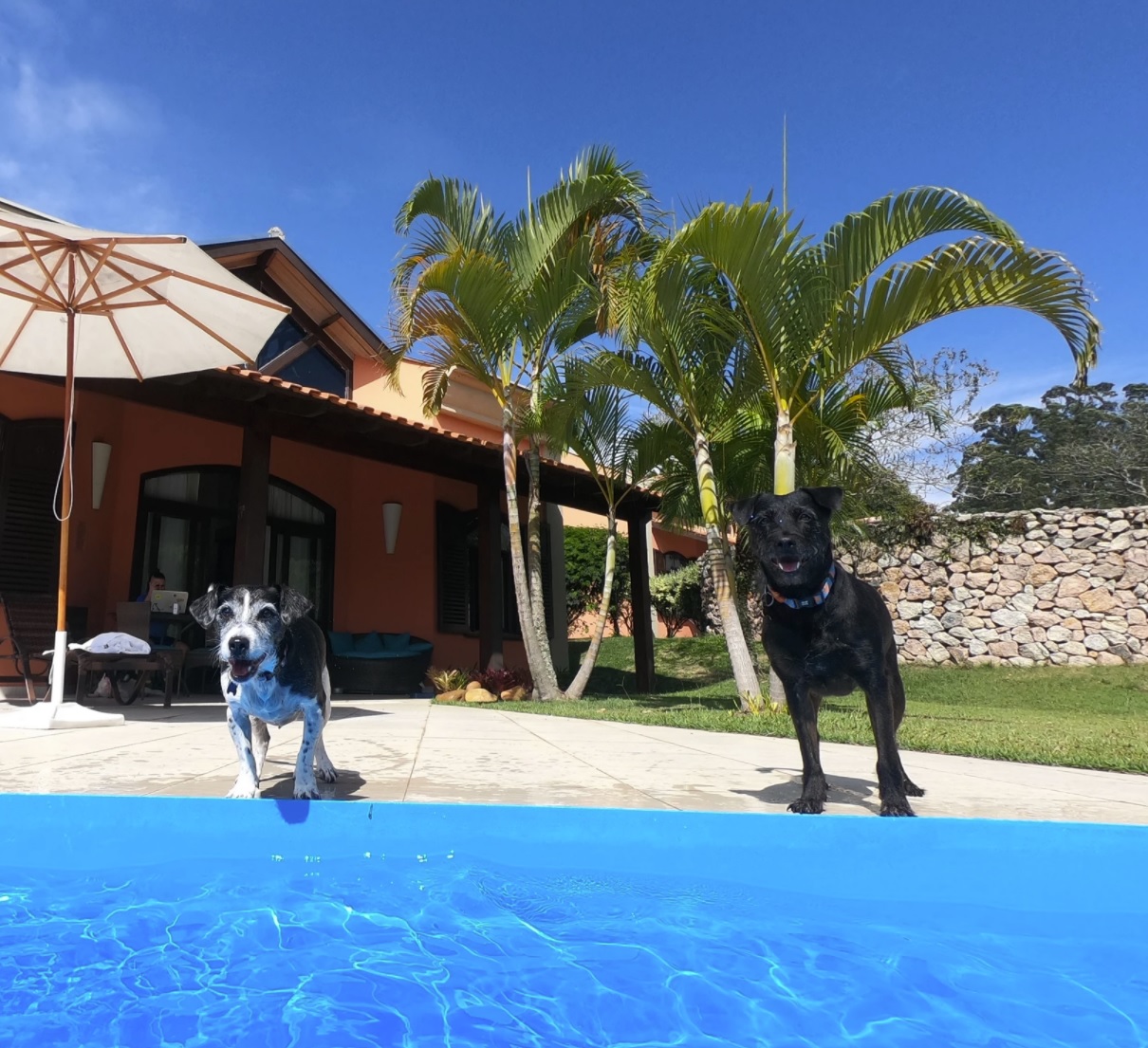 dois cachoros em beira de piscina